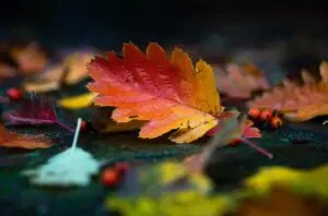 autumn leaves leaf tree fall autumn leaves leaf tree fall