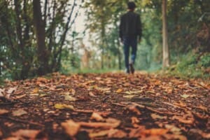 autumn fall leaves walking path trail trees