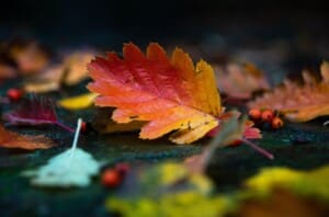 autumn leaves leaf tree fall autumn leaves leaf tree fall